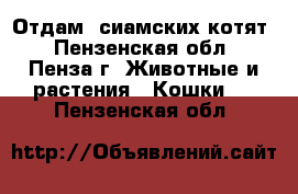 Отдам  сиамских котят - Пензенская обл., Пенза г. Животные и растения » Кошки   . Пензенская обл.